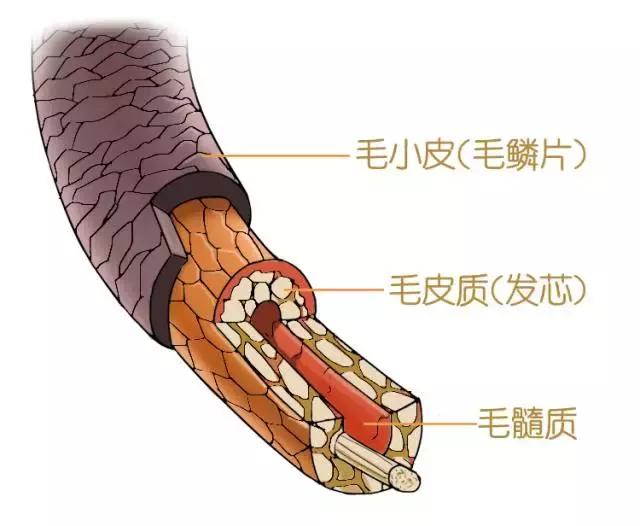 怎么改变干枯毛躁的发质,如何有效改善干枯毛躁