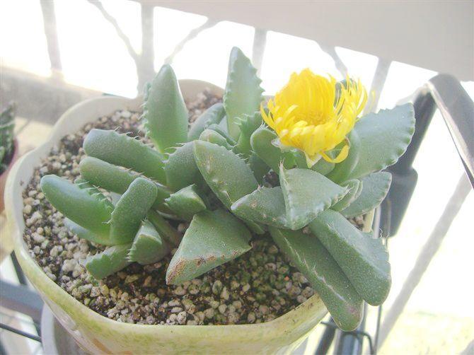 多肉有没有除甲醛的效果,吸附甲醛的多肉