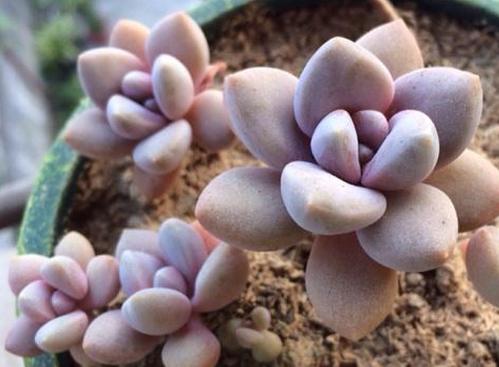 多肉有没有除甲醛的效果,吸附甲醛的多肉