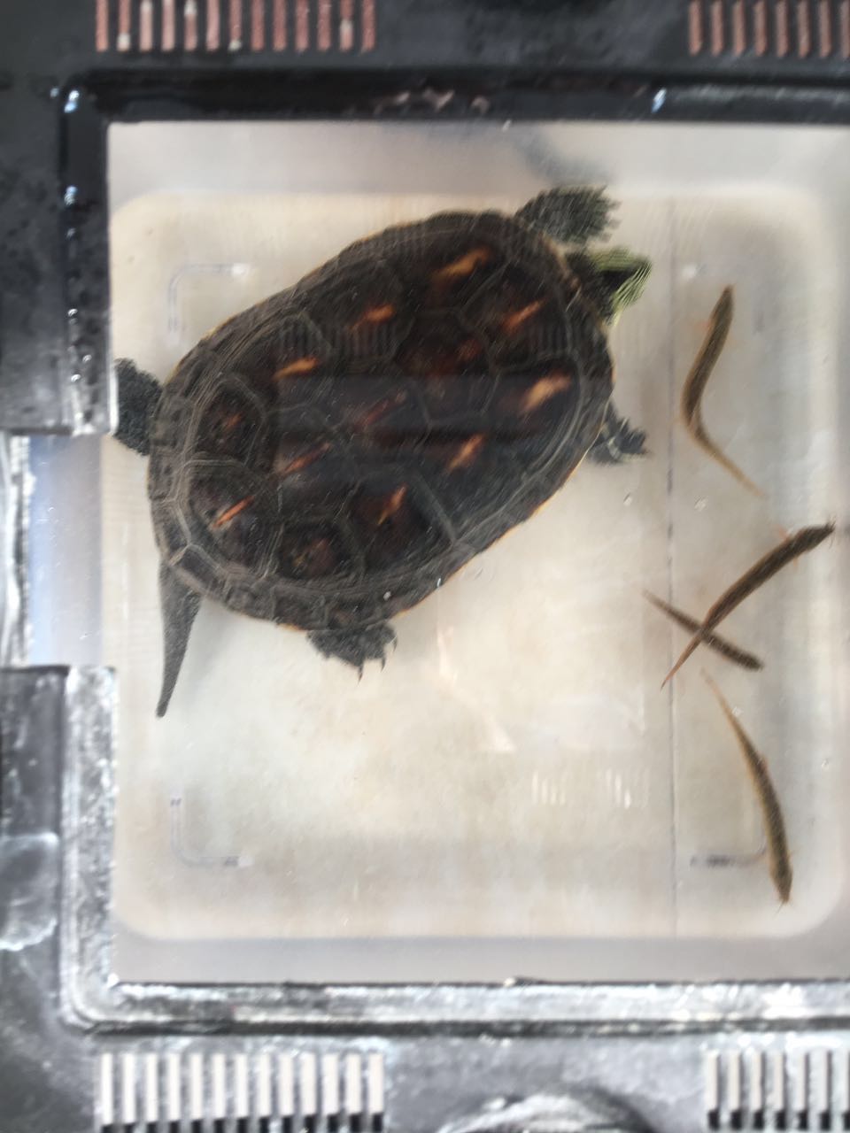 离开北京做宠物店的广告人之从南到北的龟漂生活