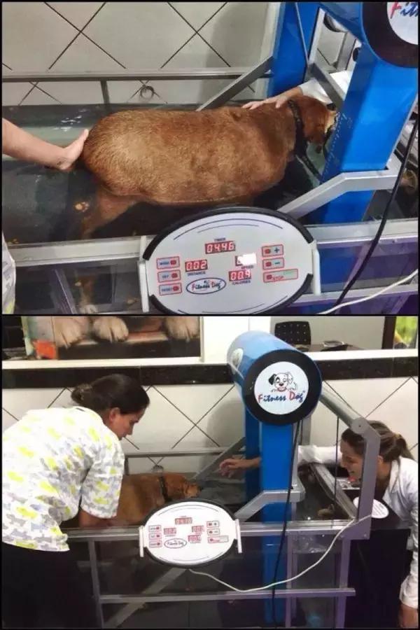 网友把足球PS成猫咪，毫无违和感！看什么看，没猫你踢什么球！