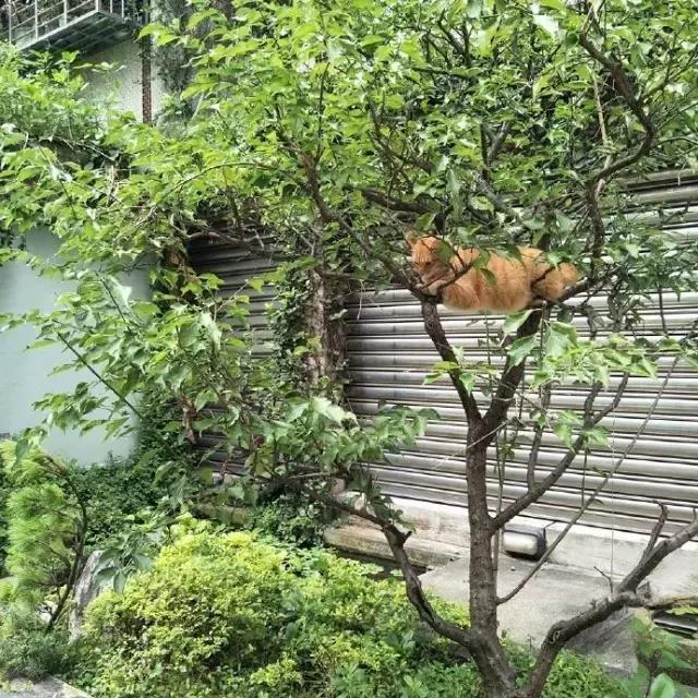网友把足球PS成猫咪，毫无违和感！看什么看，没猫你踢什么球！