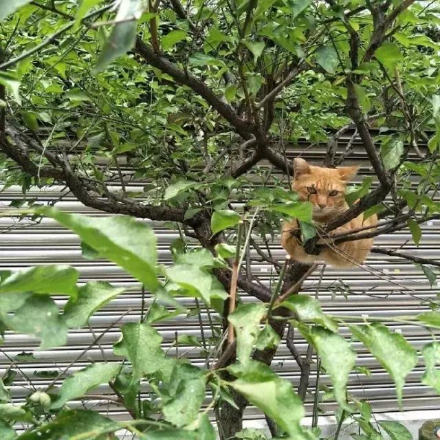 网友把足球PS成猫咪，毫无违和感！看什么看，没猫你踢什么球！