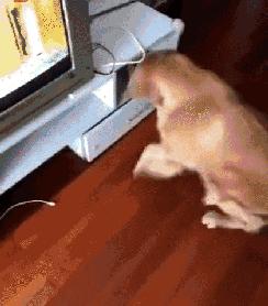 网友把足球PS成猫咪，毫无违和感！看什么看，没猫你踢什么球！