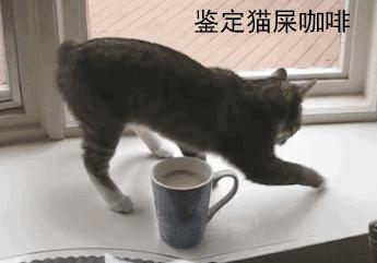 网友把足球PS成猫咪，毫无违和感！看什么看，没猫你踢什么球！