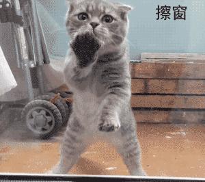 网友把足球PS成猫咪，毫无违和感！看什么看，没猫你踢什么球！