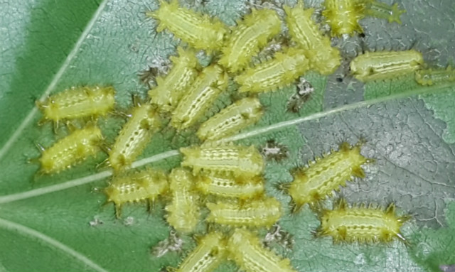 有毒毛虫蜇人怎么解毒,毒虫蛰了痛疼难忍怎么办