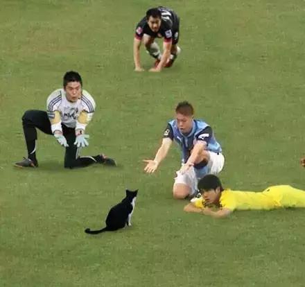 网友把足球PS成猫咪，毫无违和感！看什么看，没猫你踢什么球！