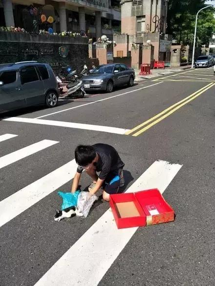 网友把足球PS成猫咪，毫无违和感！看什么看，没猫你踢什么球！