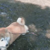 网友把足球PS成猫咪，毫无违和感！看什么看，没猫你踢什么球！