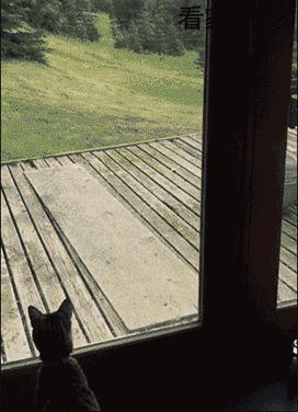 网友把足球PS成猫咪，毫无违和感！看什么看，没猫你踢什么球！