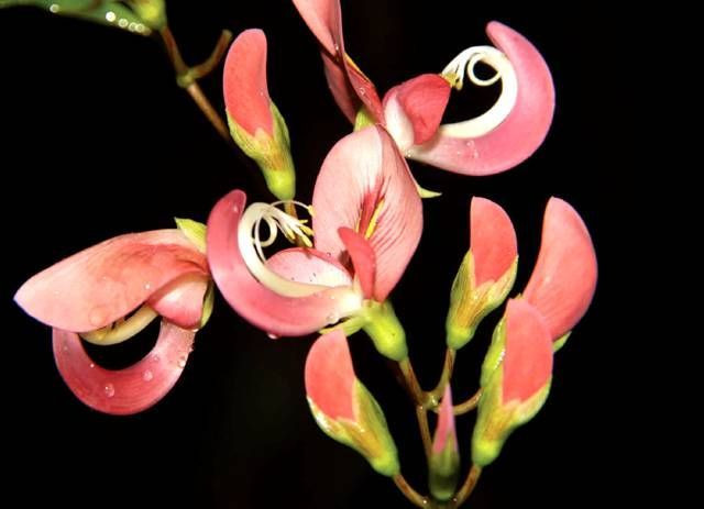 绿色的西双版纳,绿色的西双版纳完整版