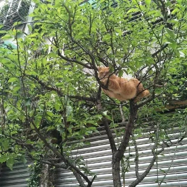 网友把足球PS成猫咪，毫无违和感！看什么看，没猫你踢什么球！