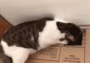 网友把足球PS成猫咪，毫无违和感！看什么看，没猫你踢什么球！