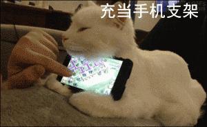 网友把足球PS成猫咪，毫无违和感！看什么看，没猫你踢什么球！