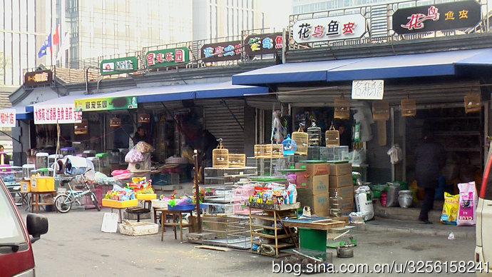 离开北京做宠物店的广告人之从南到北的龟漂生活