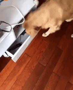 网友把足球PS成猫咪，毫无违和感！看什么看，没猫你踢什么球！