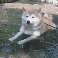 网友把足球PS成猫咪，毫无违和感！看什么看，没猫你踢什么球！