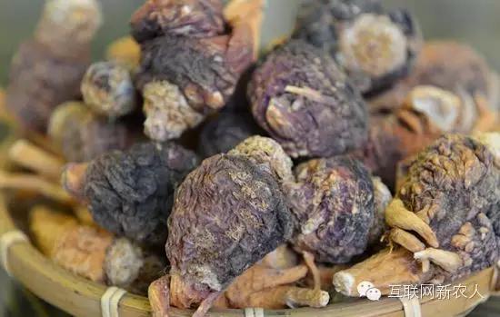 乖乖现在怎么样了,玛咖价格最新行情