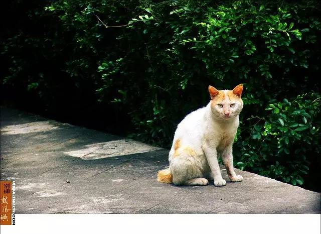 鼓浪屿申遗过程,鼓浪屿申遗40年成功了吗