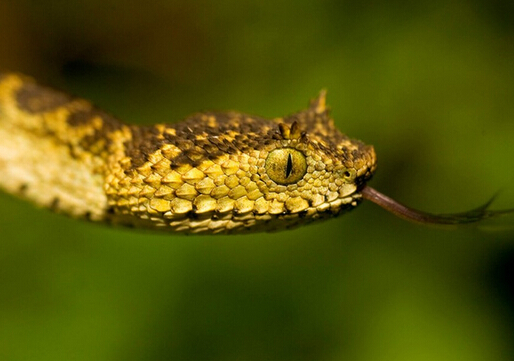 为什么六月雪草药可治毒蛇咬伤,用什么草药泡酒可以治毒蛇咬伤