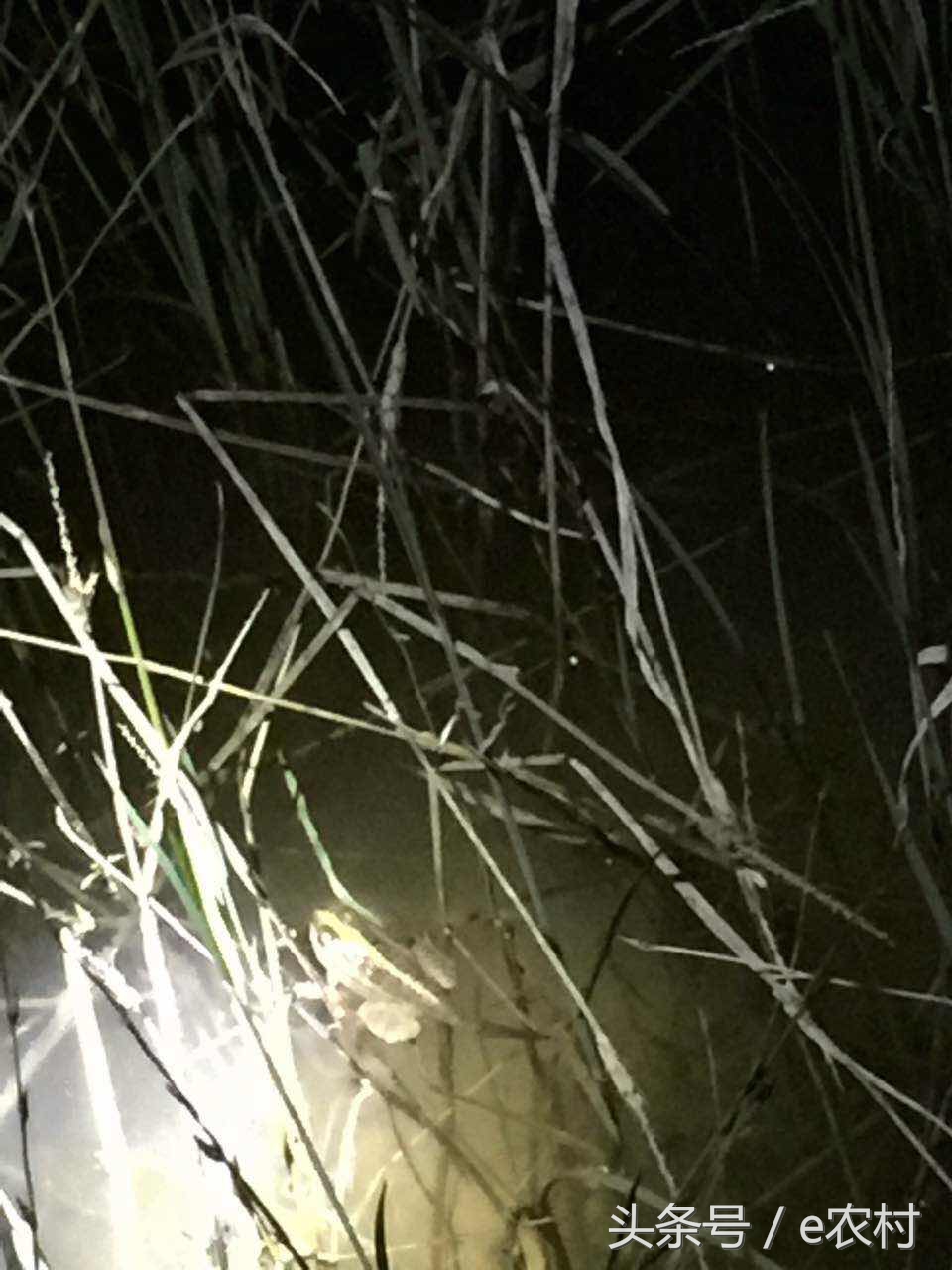 致富经养石蛙近期视频,cctv7致富经酿酒