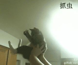 网友把足球PS成猫咪，毫无违和感！看什么看，没猫你踢什么球！