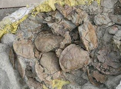 乌龟墓地之谜视频,神秘的墓地未解之谜