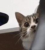 网友把足球PS成猫咪，毫无违和感！看什么看，没猫你踢什么球！