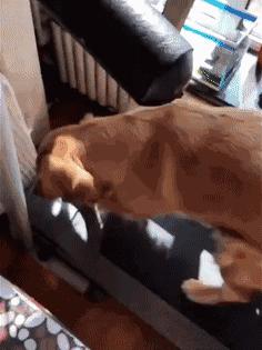 网友把足球PS成猫咪，毫无违和感！看什么看，没猫你踢什么球！