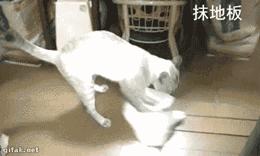网友把足球PS成猫咪，毫无违和感！看什么看，没猫你踢什么球！