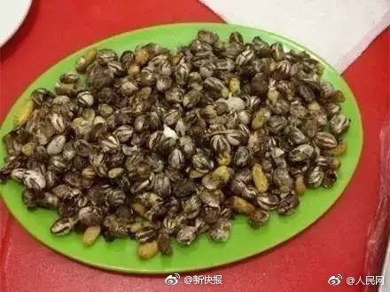 一种虫子很值钱,有一种虫能卖钱