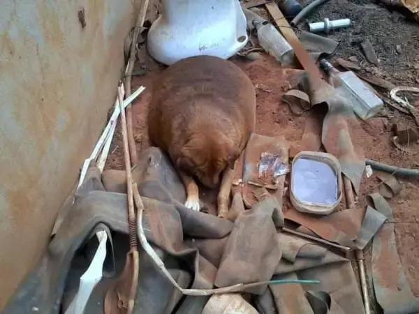 网友把足球PS成猫咪，毫无违和感！看什么看，没猫你踢什么球！