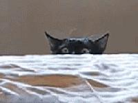 网友把足球PS成猫咪，毫无违和感！看什么看，没猫你踢什么球！