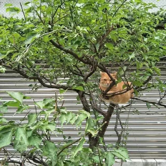 网友把足球PS成猫咪，毫无违和感！看什么看，没猫你踢什么球！