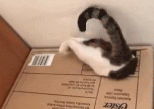 网友把足球PS成猫咪，毫无违和感！看什么看，没猫你踢什么球！