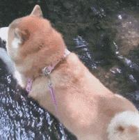 网友把足球PS成猫咪，毫无违和感！看什么看，没猫你踢什么球！
