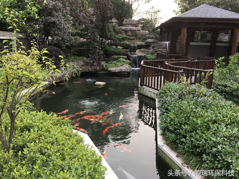 锦鲤鱼池生态循环过滤,锦鲤鱼池过滤系统视频