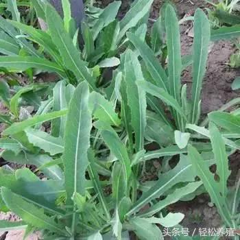 想让猪长膘吃什么,猪养膘的秘诀