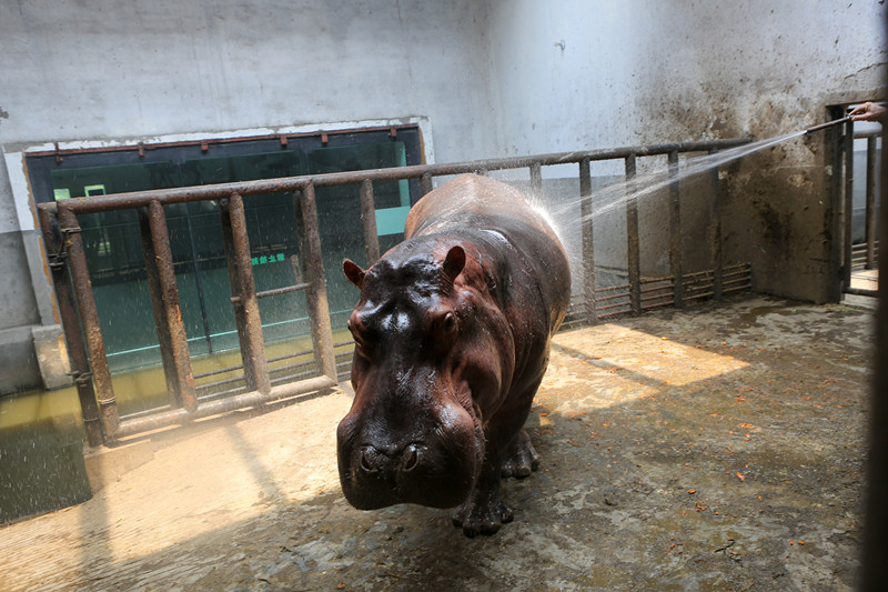 乖萌小动物,乖萌动物