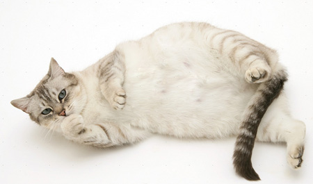 猫咪怀孕生产用药,猫咪怀孕生了小宝宝后怎么照顾