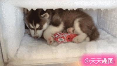 ‘’先救妈！天热，让我在水里待会！”‘’先救女朋友，让妈在水里待会！”