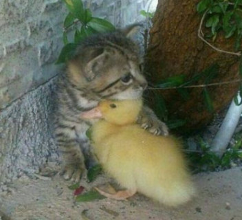 如果你不会写辞职信,怎样写一封逼格高的辞职信