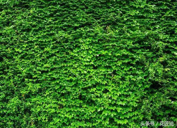 王昱珩热带雨林墙,王昱珩绿植墙怎么做的