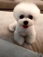 两只泰迪一红一灰,两只泰迪一蹦一跳