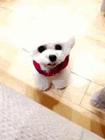 两只泰迪一红一灰,两只泰迪一蹦一跳