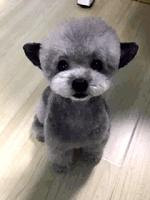 两只泰迪一红一灰,两只泰迪一蹦一跳