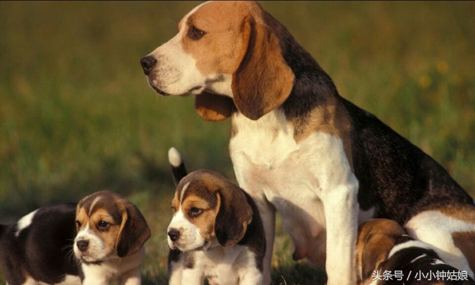 关于狗狗孕期的一些知识