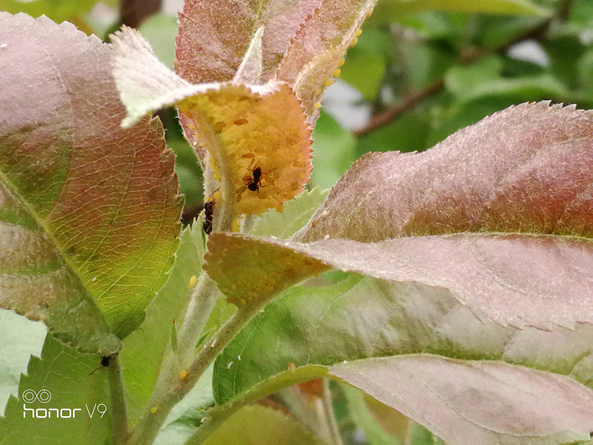 荣耀9或v9值得购买吗,荣耀v9荣耀9哪个好