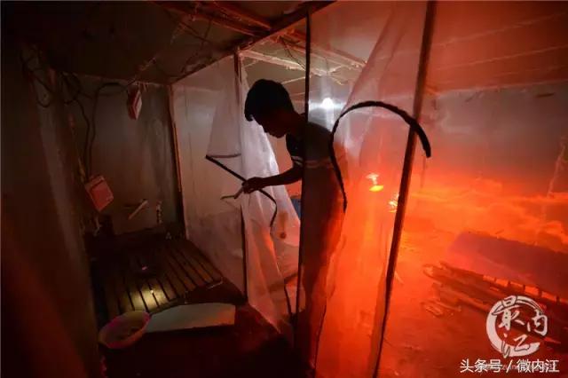 内江帅小伙牛了不仅养蛇还养鳄鱼！